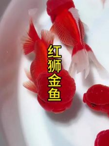 金鱼是冷水鱼吗_金鱼温度要求及加热棒使用指南