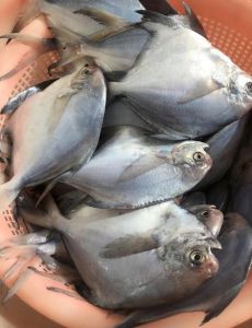 白鲳鱼和银鲳鱼一样吗_大小口感和养殖