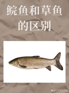青鱼和草鱼的对比图_青鱼草鱼怎么选？吃法养殖有啥不同？