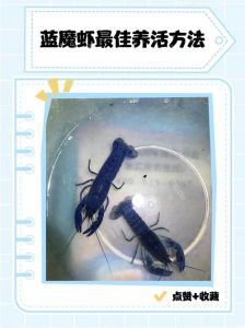 天空蓝魔虾能深水养吗_养天空蓝魔虾水深水质关键