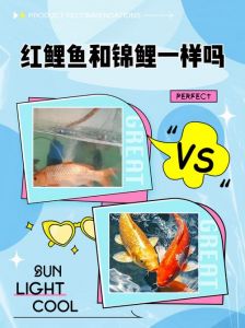 锦鲤和红鲤鱼的区别_观赏鱼差异解析