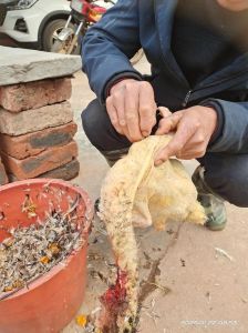 杀鸭用什么脱毛方法最快_拔毛蜡烫白酒，高效脱毛技巧