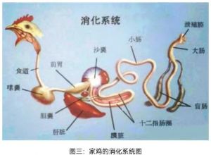 鸡胗在鸡的哪个部位_健胃补血好食材