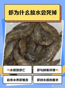 市场河虾为什么不死_河虾长存靠湿冷，控好温湿保活力