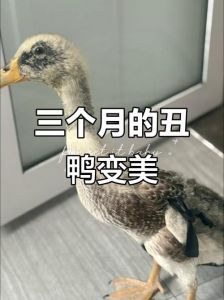 鸭子换毛怎么辨别_鸭毛颜色变化与换毛管理