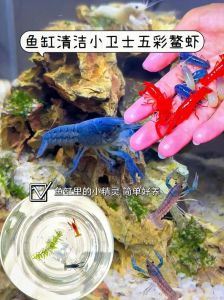 鳌虾可以一直深水养吗_深水养虾可行？看这专业技巧！