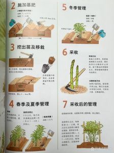 芦笋的生长过程图解_芦笋根盆栽易活，秋移春收美味鲜
