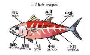鱼精在鱼的部位示意图_鱼惊石辟邪安神，小孩佩戴佳品