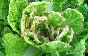 白菜烧心是什么原因造成的_白菜烧心怎么办？原因与预防