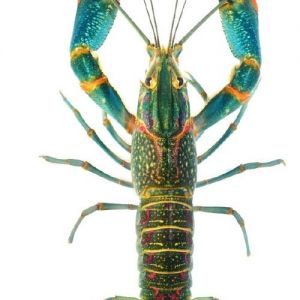 红鳌鳌虾是小龙虾吗_红鳌鳌虾养殖兴，海南模式富农家