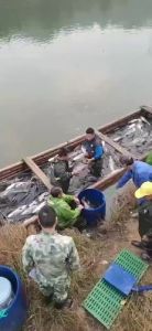 厚子鱼和鲤鱼有什么区别_草鱼与鲤鱼的差异