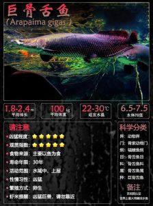 巨骨舌鱼是金龙鱼吗_金龙鱼与巨骨舌鱼的区别