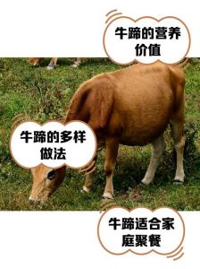 牛蹄子为什么这么难吃_牛蹄难啃难吃不受欢迎