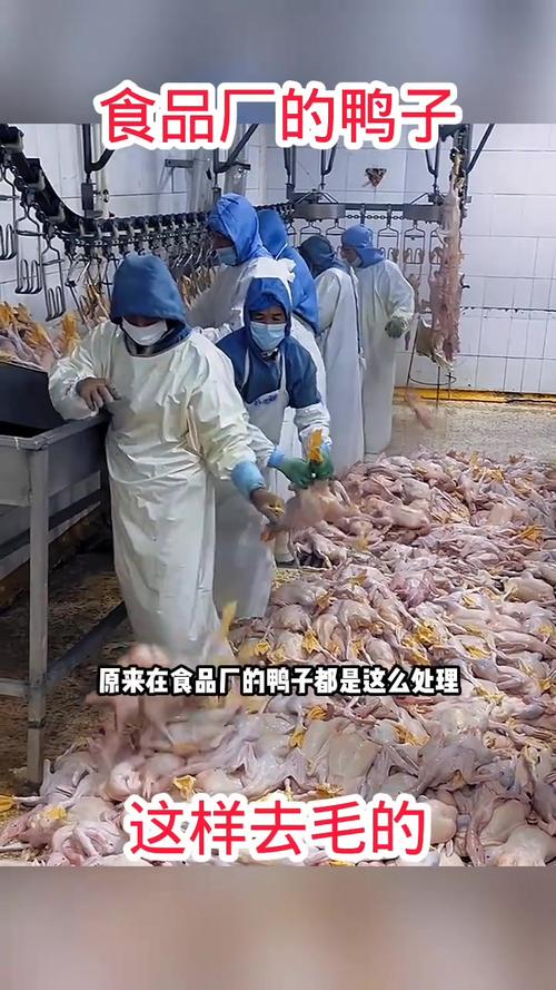 鸭子身上小毛怎么去干净_鸭毛去除技巧与沙姜焖鸭做法