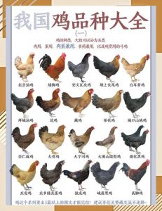 线鸡与公鸡的区别图片_外貌性格大不同