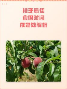 草草影视院桃子永久入囗的相关信息与文化背景解析