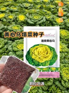 黄心乌塌菜的家常做法_乌塌菜做法 清明时令春菜