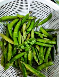麦豆的家常做法_麦豆煲香糯润肤，客家美味营养丰富