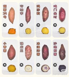 蜜薯和红薯什么区别_红薯蜜薯怎么选？口感营养大不同