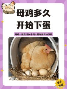 鸡可以自己繁殖吗_鸡蛋营养高，母鸡产蛋公鸡不管，咋分看方法