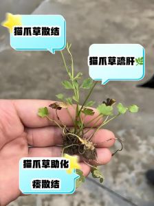 猫为什么爱吃鱼腥草_营养与心理双重诱惑
