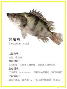 鳜鱼桂鱼的区别_同种鱼不同名，美食掠食者