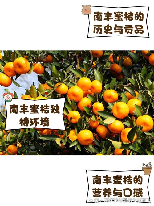 江西的橘子什么时候熟_江西脐橙11-12成熟,南丰蜜橘稍早,柑橘产业发达 江西的橘子什么时候熟_江西脐橙11-12成熟,南丰蜜橘稍早,柑橘产业发达