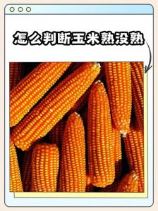 熟玉米怎么判断坏了_玉米发红发黑咋办？