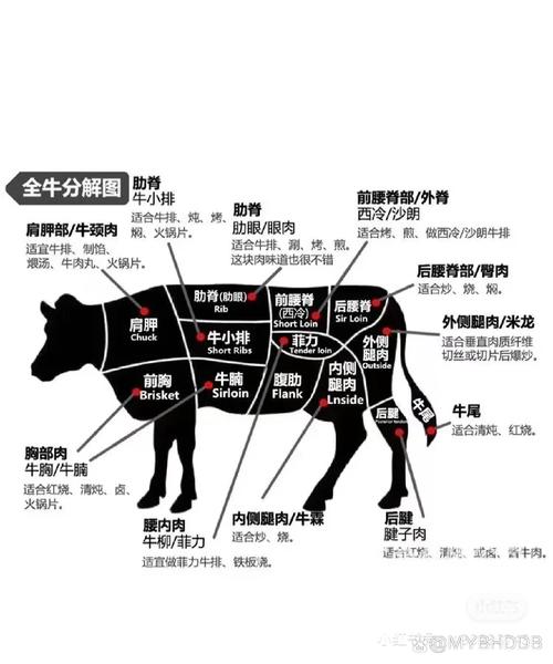 牛瓦沟牛哪个部位图解_嚼劲足，性价比高！