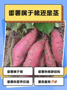 土豆和红薯的区别_土豆红薯是不同食物，薯片有区别