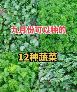 8一9月适合种什么蔬菜_8-9月秋播叶菜黄金期，北方种白菜胡萝卜菠菜，菠菜香菜需泡种催芽