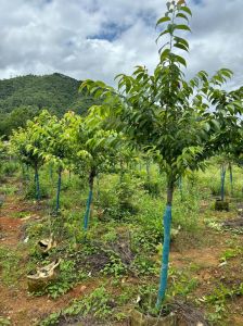 关山樱在北方地区几月份栽种_北方种关山樱，3-5月最佳，秋季也可