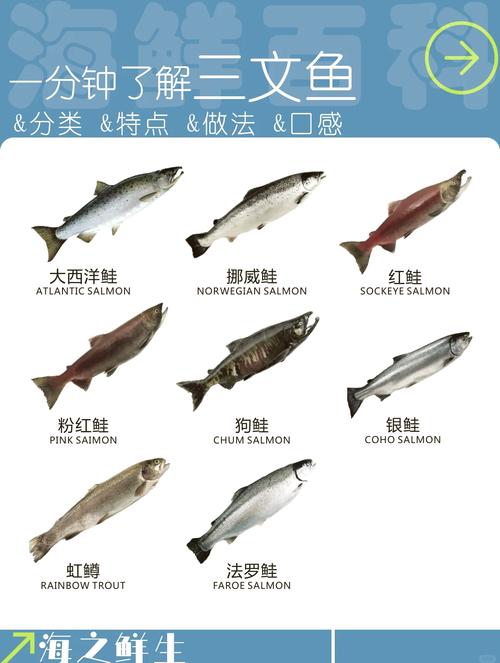 三文鱼各部位切片图解_三文鱼不同部位风味各异,鱼腩鱼背鱼腹鱼尾鱼头各有特色,可生可熟,口感丰富 三文鱼各部位切片图解_三文鱼不同部位风味各异,鱼腩鱼背鱼腹鱼尾鱼头各有特色,可生可熟,口感丰富