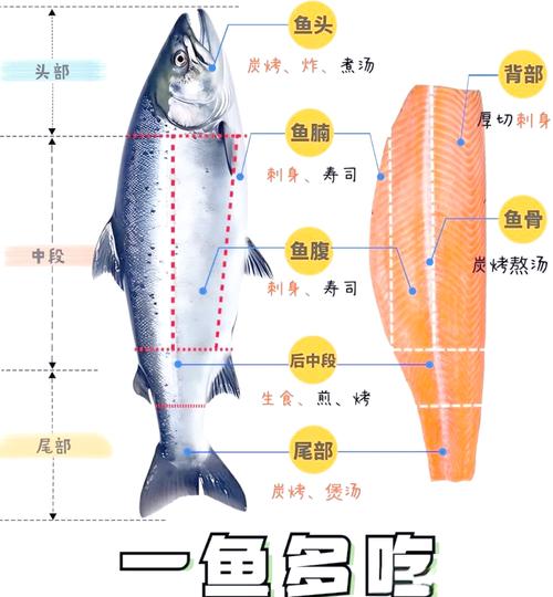 三文鱼各部位切片图解_三文鱼不同部位风味各异,鱼腩鱼背鱼腹鱼尾鱼头各有特色,可生可熟,口感丰富 三文鱼各部位切片图解_三文鱼不同部位风味各异,鱼腩鱼背鱼腹鱼尾鱼头各有特色,可生可熟,口感丰富