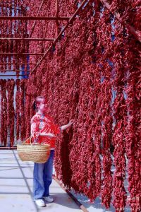甘谷辣椒为什么出名_四百年香辣传奇，年产值破十亿！