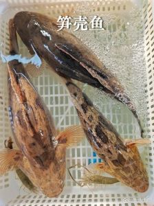 笋壳鱼又叫什么鱼_伪装高手，鲜美营养，南国美味