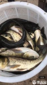 雄鱼和鲢鱼是一种鱼吗_雄鱼鲢鱼怎么分？头大口宽是雄鱼