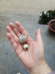 鸽子蛋和鹌鹑蛋哪个大_大小营养口感大不同