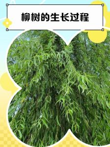 柳树叶能喂羊吗_桑叶构树叶营养价值高
