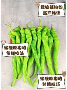 螺丝椒会很辣吗_螺丝椒又辣又脆，富含营养，食用需戴手套！