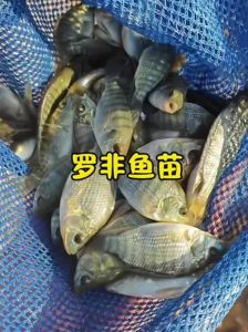 非洲鲫鱼是罗非鱼吗_别称品种与市场命名的混淆解析