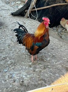什么叫柴鸡_柴鸡好炖汤，肉紧实，但贵且需慢炖