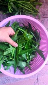 空心菜要焯水吗_空心菜焯水？口感营养怎么选？