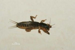 蝼蛄的别名叫什么_夜行虫，害虫也入药？