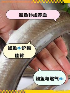 河鳗和江鳗图片对比_河鳗江鳗哪个好？