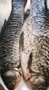 鲫鱼鱼刺多不多_鲫鱼去刺妙招，吃鱼不扎嘴