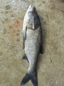 花鲢鱼就是大头鱼吗_食浮游生物，净化水质
