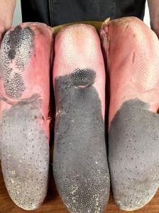 牛舌头上面的皮要怎么弄掉_牛舌头去皮有几种方法