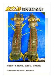 皮皮虾就是螳螂虾吗_不同种类的美味海鲜