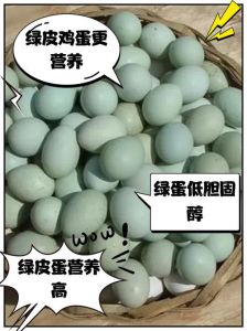 绿壳鸡蛋与普通鸡的区别_绿壳蛋鸡产绿蛋，营养高但贵！